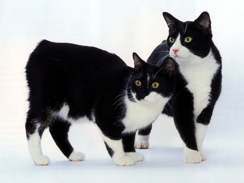 Two Black and White Cats