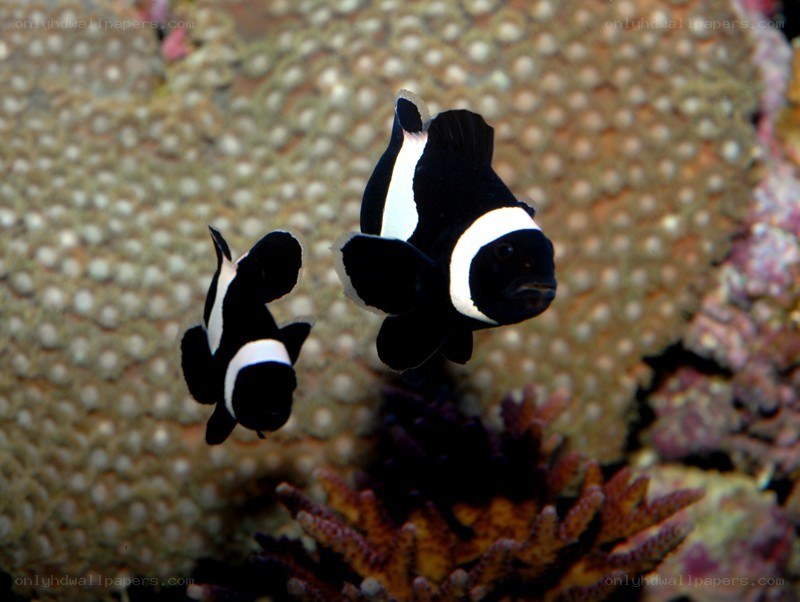 Two black and white clownfish