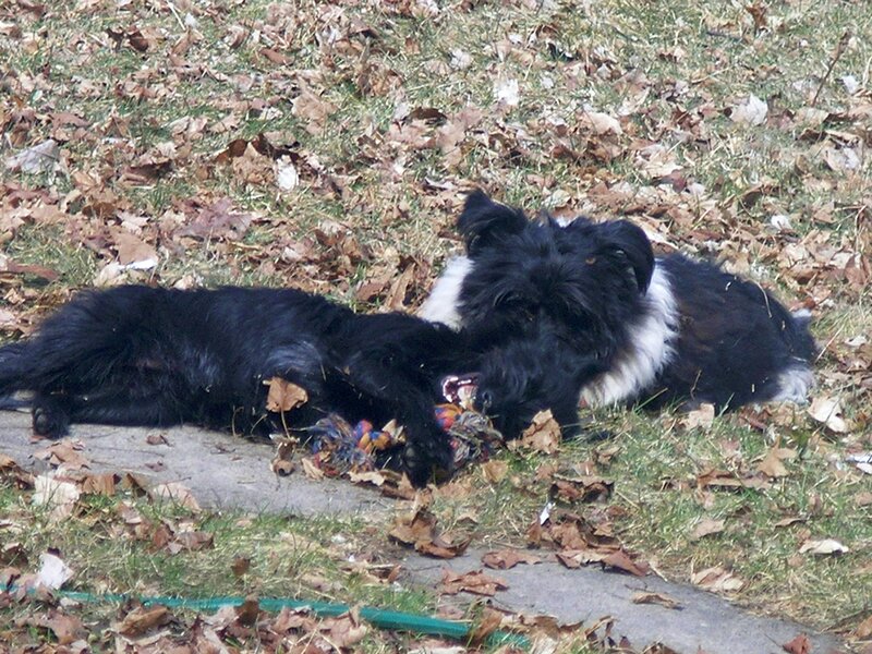 Two Black and White Dogs