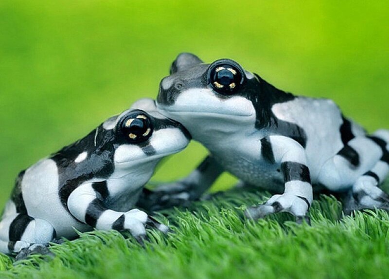 Two Black-and-white Frogs — Green