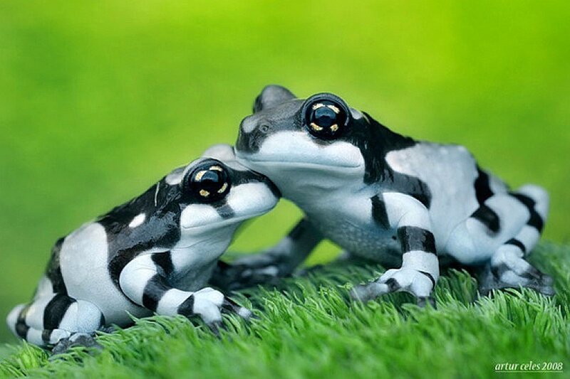 Two black and white frogs on grass