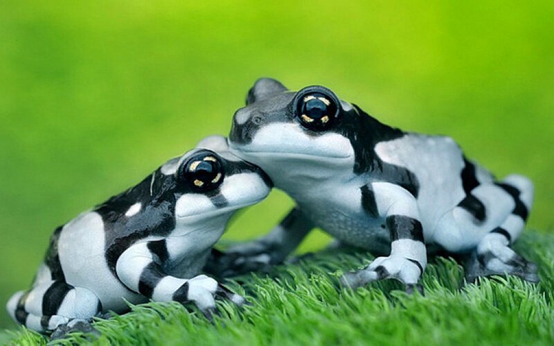 Two Black and White Frogs