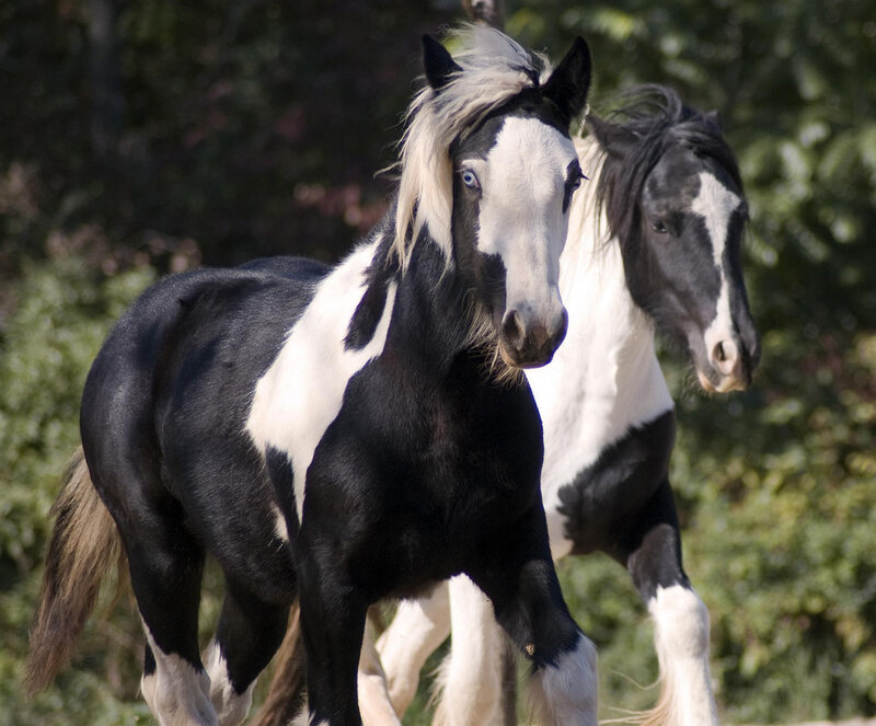 Two Black and White Horses — Calm