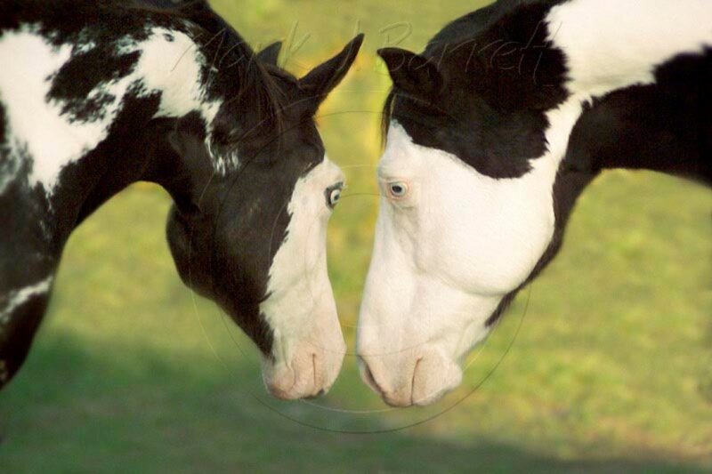 two black and white horses