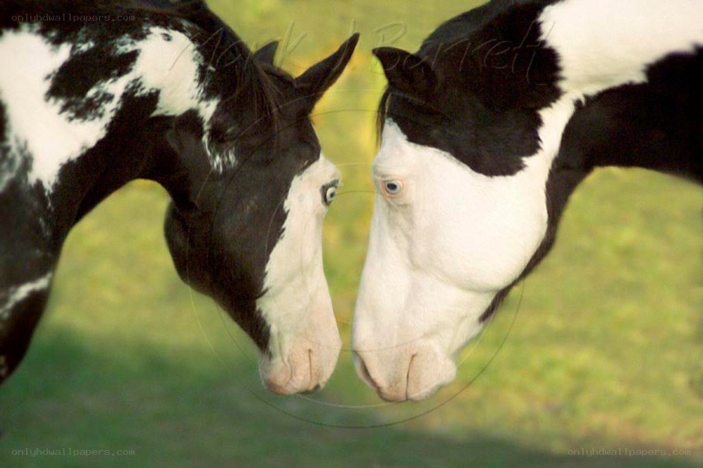 two black and white horses