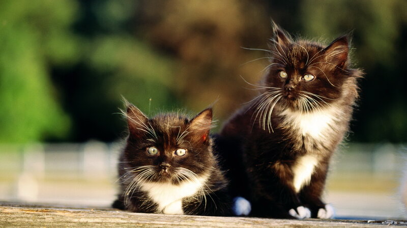 Two black and white kittens