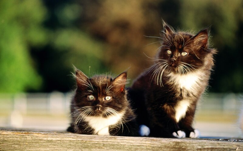 Two black and white kittens