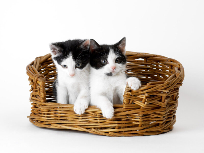 Two Black and White Kittens — Brown, Calm, Photograph, Basket
