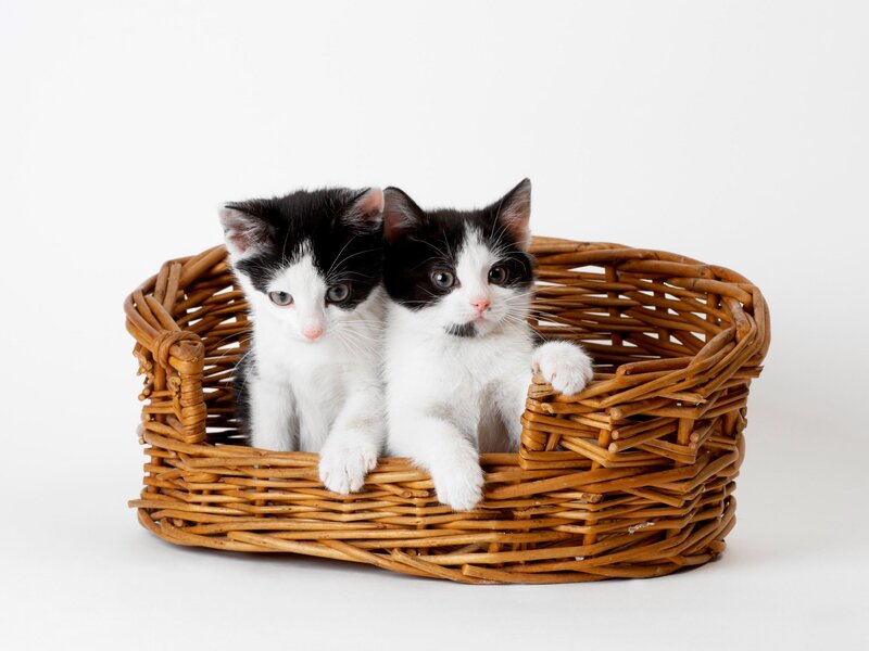 Two Black and White Kittens — Brown, Calm, Photograph
