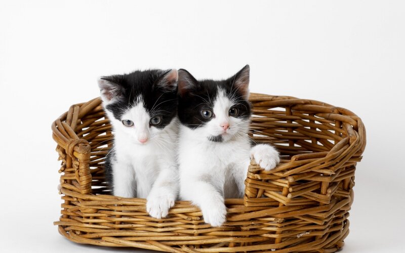 Two Black and White Kittens — Brown, Calm