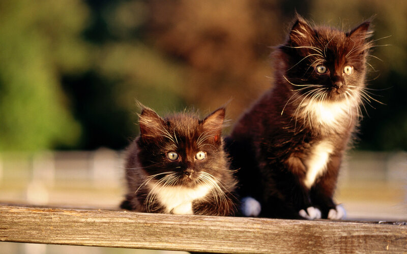 Two Black and White Kittens — Brown