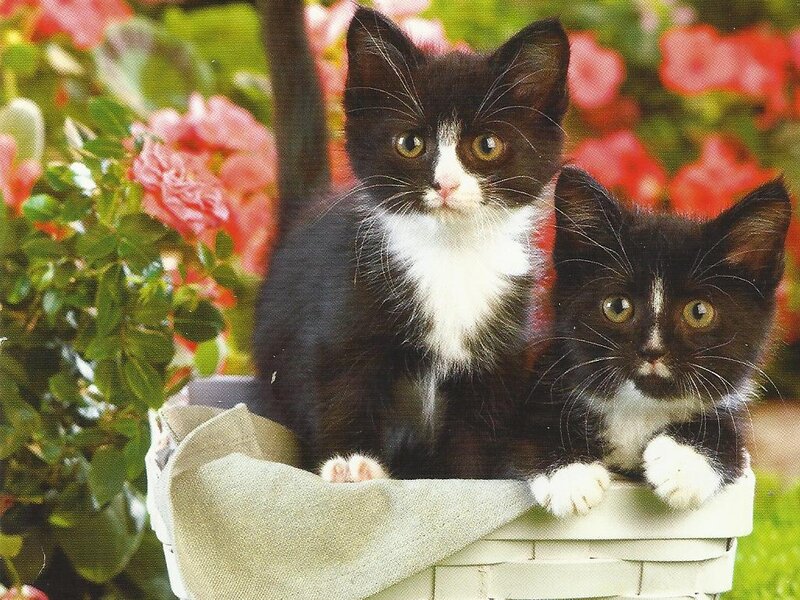 Two Black and White Kittens — Calm, Afternoon, Photograph