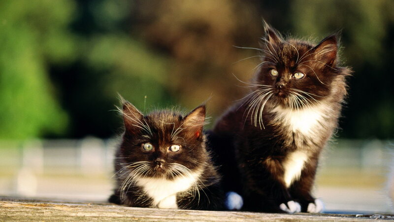 Two Black and White Kittens — Calm, Afternoon, Photograph, Wooden Surface