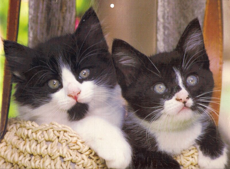Two Black and White Kittens — Calm, Afternoon