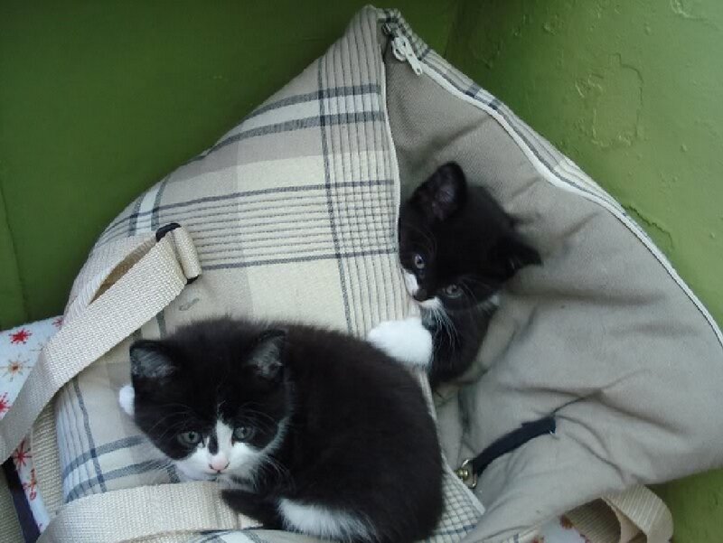 Two Black and White Kittens — Calm, Photograph
