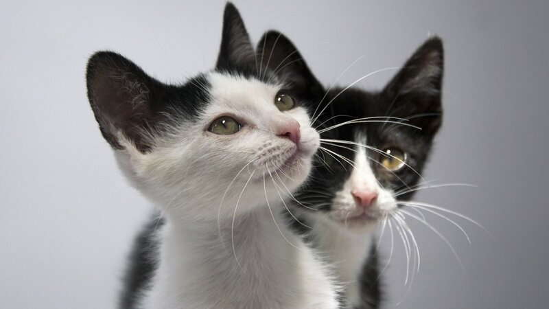 Two Black and White Kittens — Calm, Photograph, Whiskers