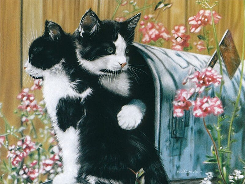 Two Black and White Kittens — Calm, Spring, Illustration