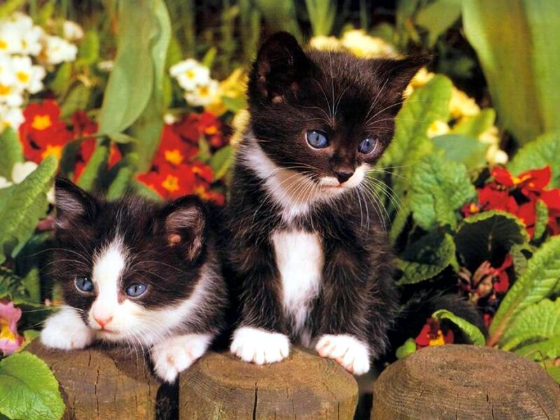 Two Black and White Kittens — Calm, Spring, Photograph