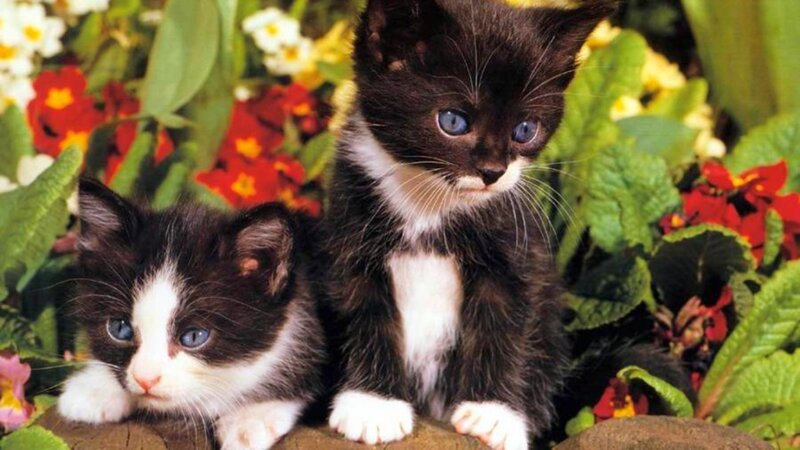 Two Black and White Kittens — Calm, Spring