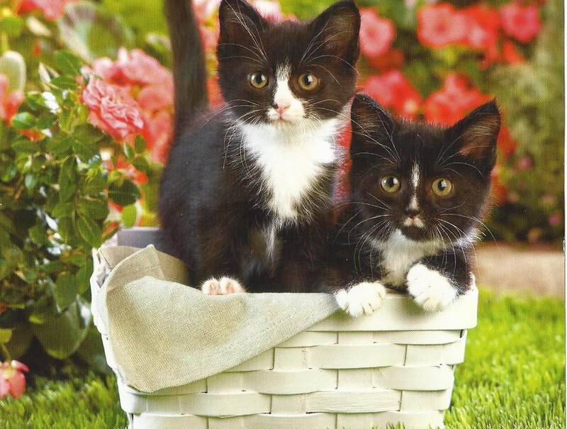 Two Black and White Kittens — Calm, Summer