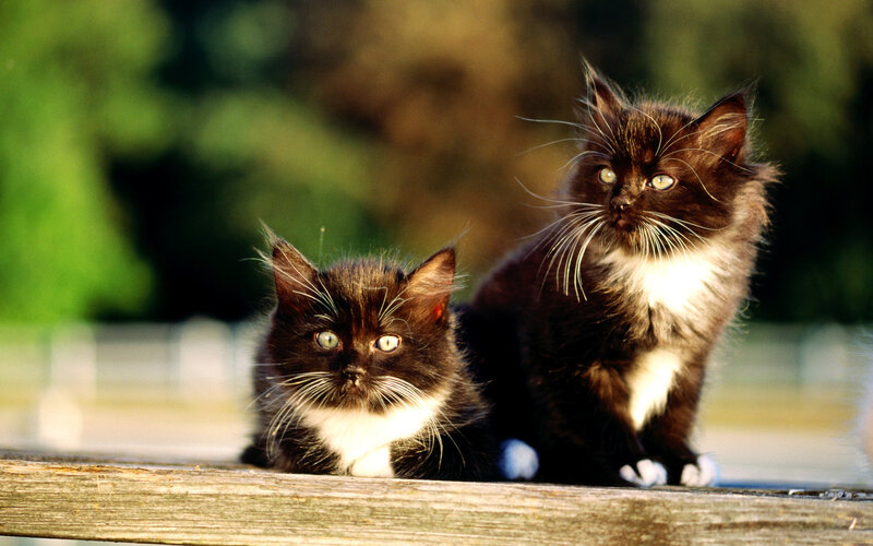 Two Black and White Kittens — Calm