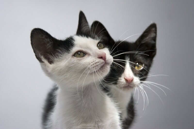 Two Black and White Kittens — Curious