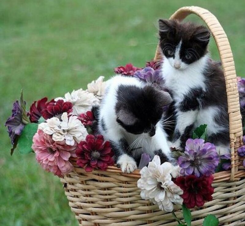 Two Black and White Kittens — Green, Calm, Afternoon
