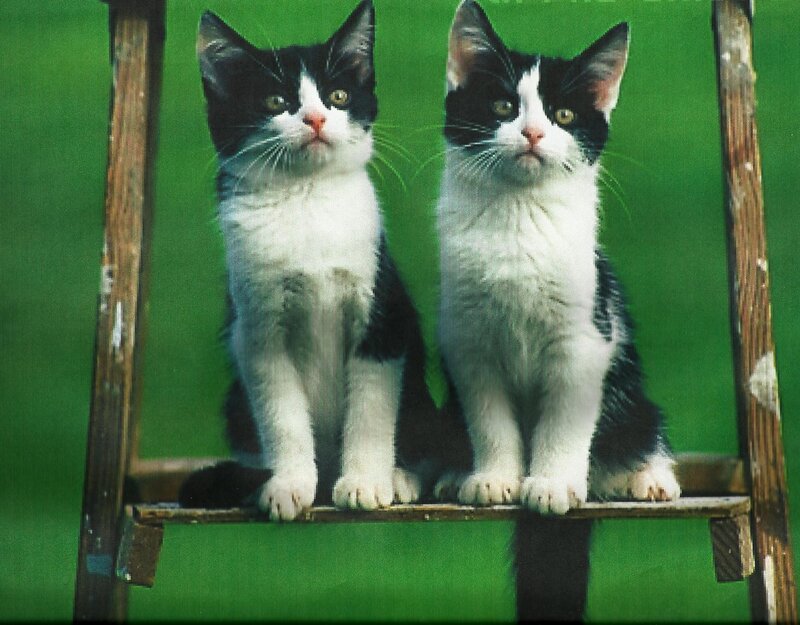 Two Black and White Kittens — Green, Calm