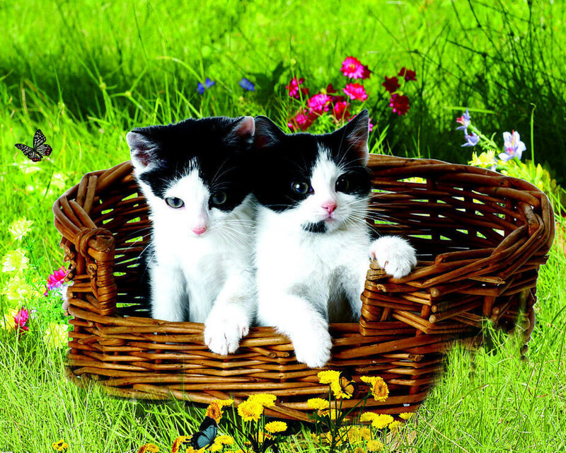 Two Black-and-white Kittens — Green, Peaceful