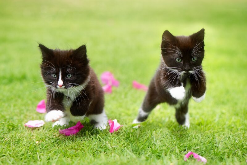 Two Black and White Kittens — Green, Playful