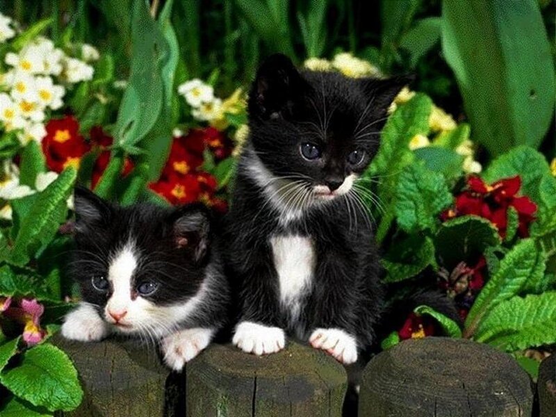 Two Black and White Kittens — Green