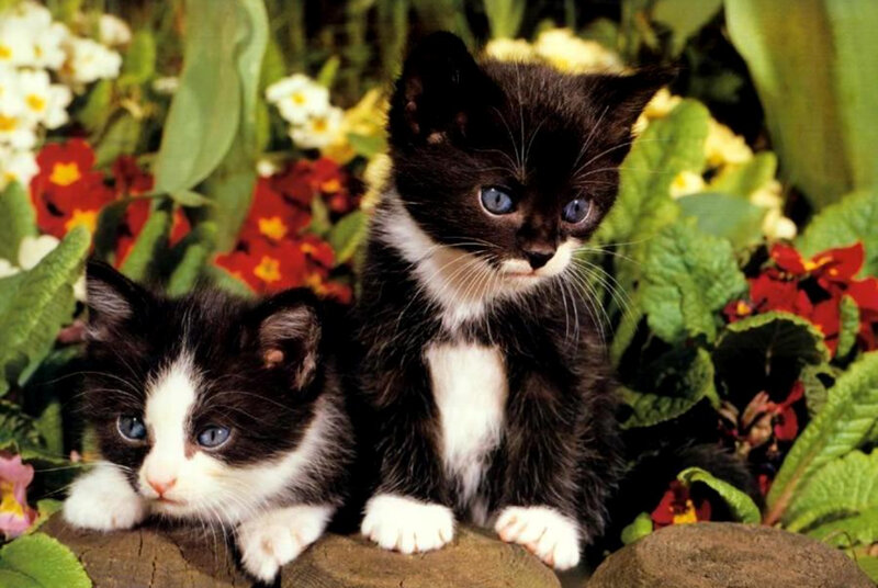 Two black and white kittens in flowers
