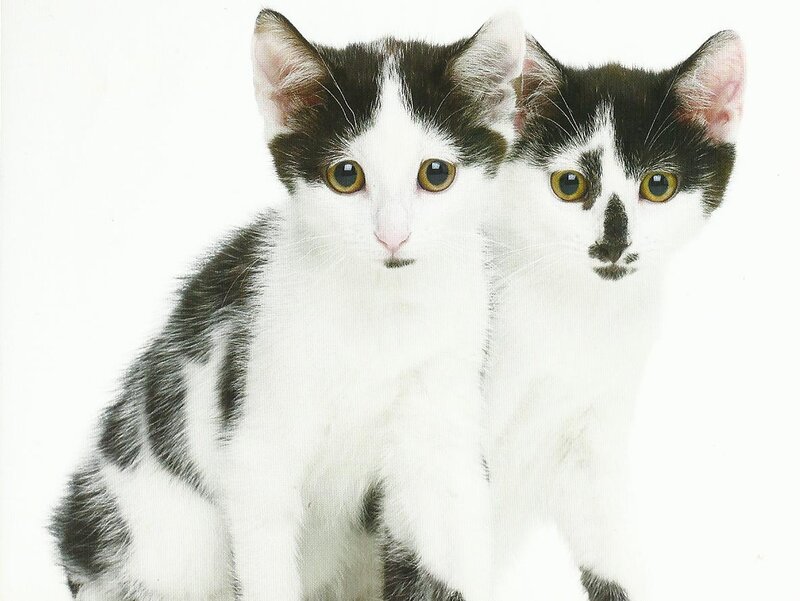 Two Black and White Kittens — Innocent, Photograph
