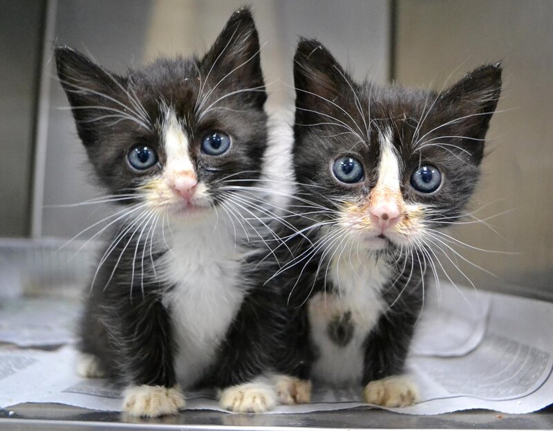 Two Black and White Kittens — Innocent