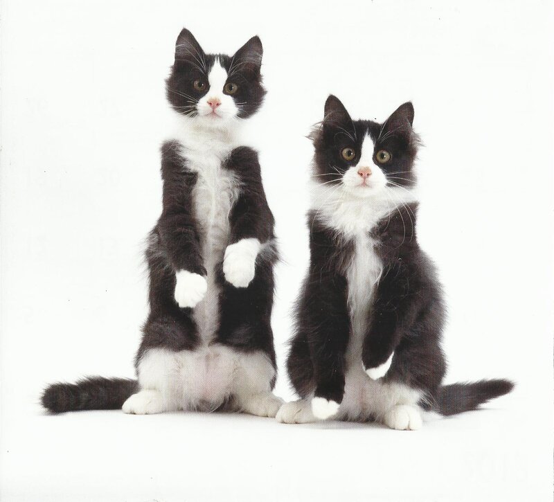 Two Black and White Kittens — Neutral