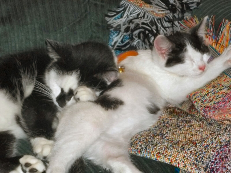 Two Black and White Kittens — Peaceful
