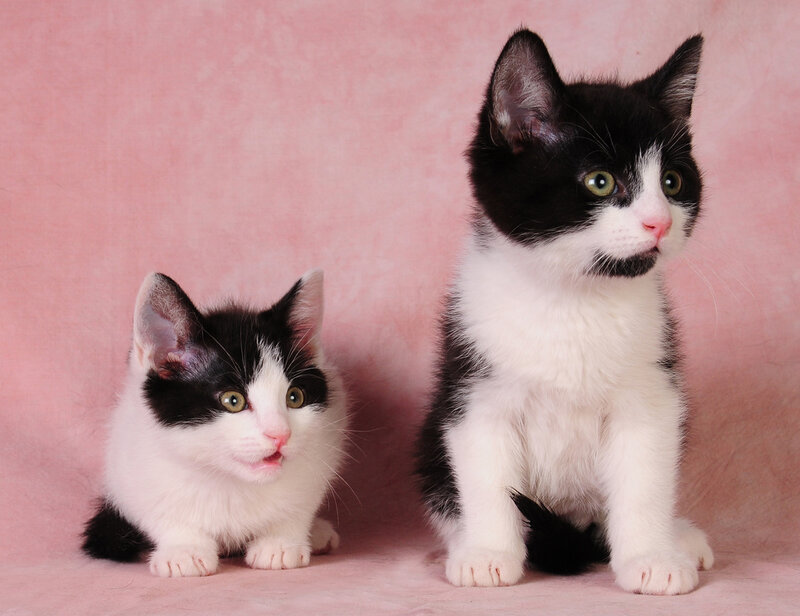 Two Black and White Kittens — Pink
