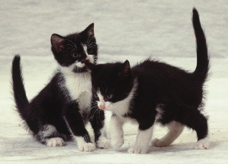 Two Black and White Kittens — Playful