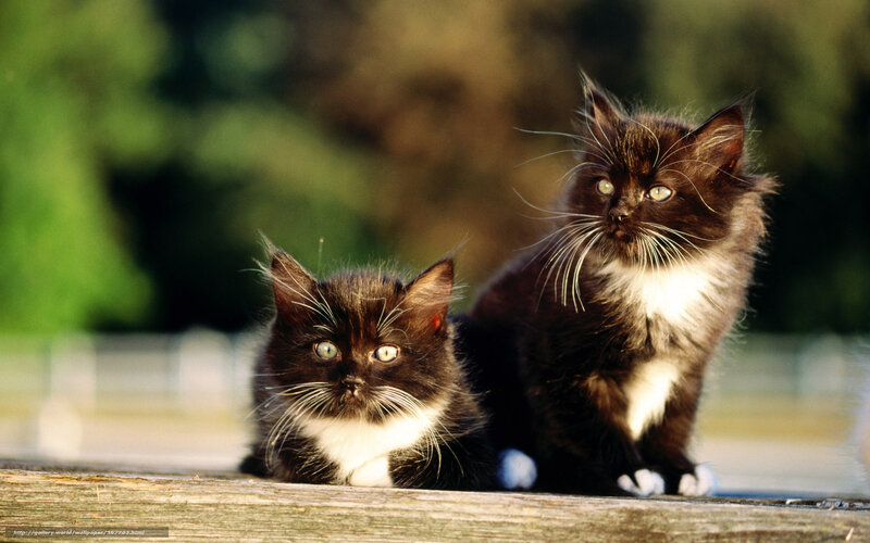 Two black and white kittens