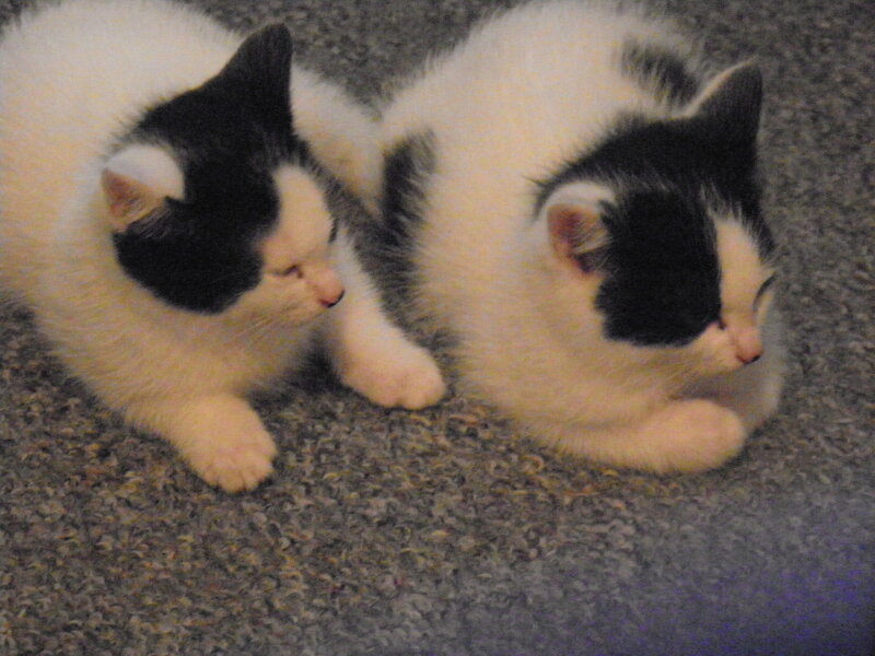 Two Black-and-white Kittens — White