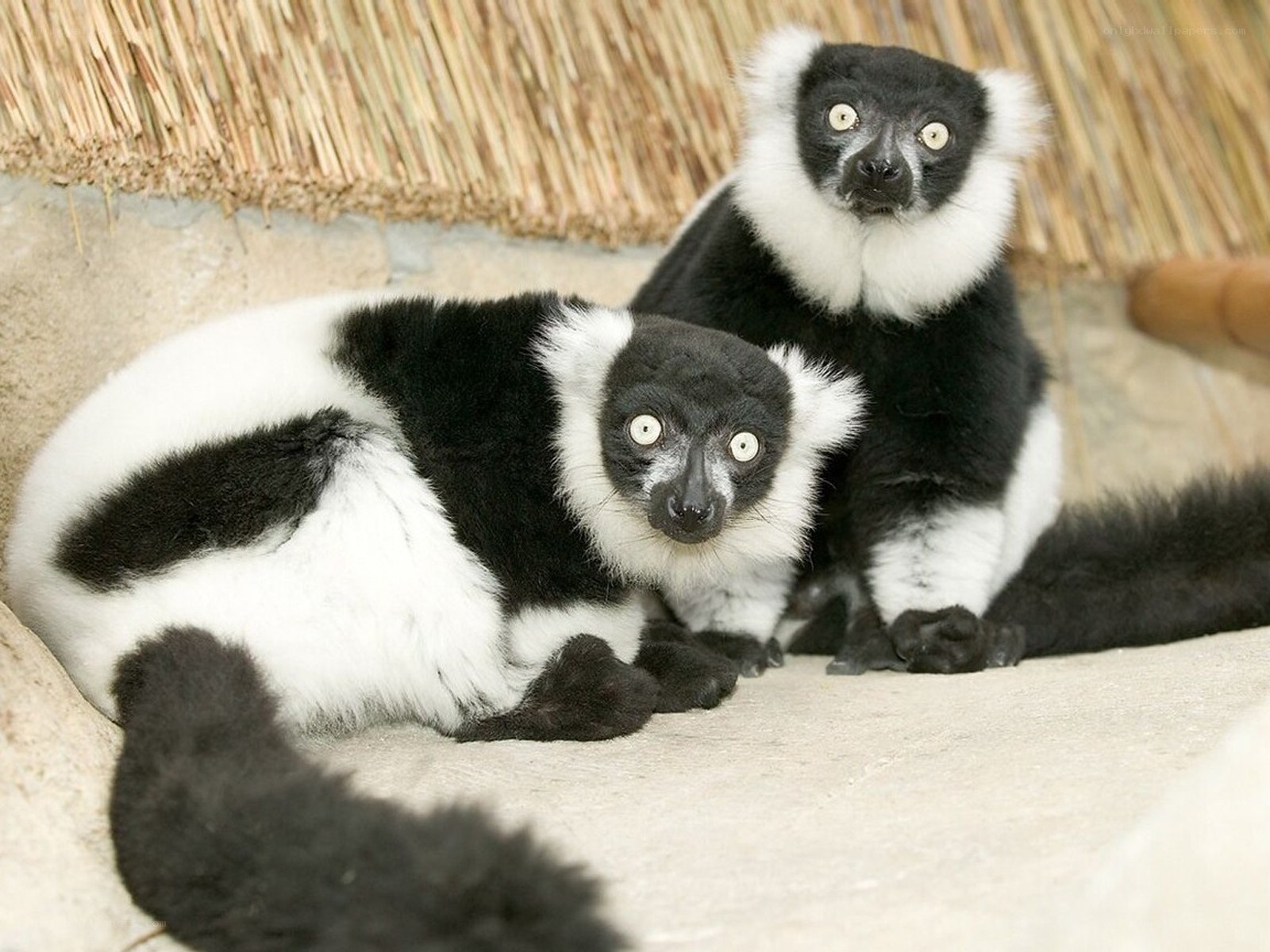 Two black-and-white lemurs