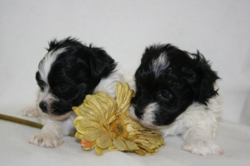 Two Black and White Puppies — Calm