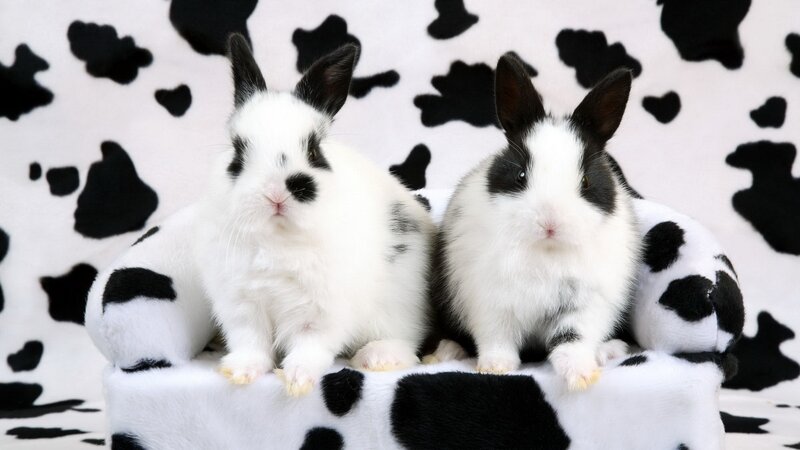 two black and white rabbits
