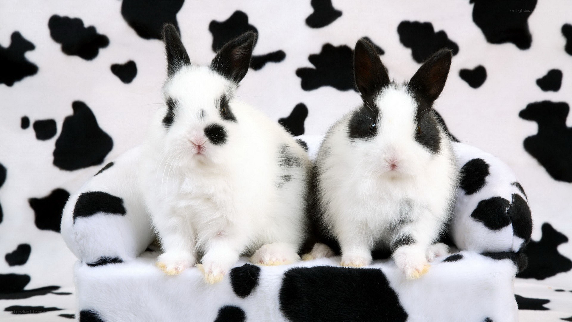 two black and white rabbits