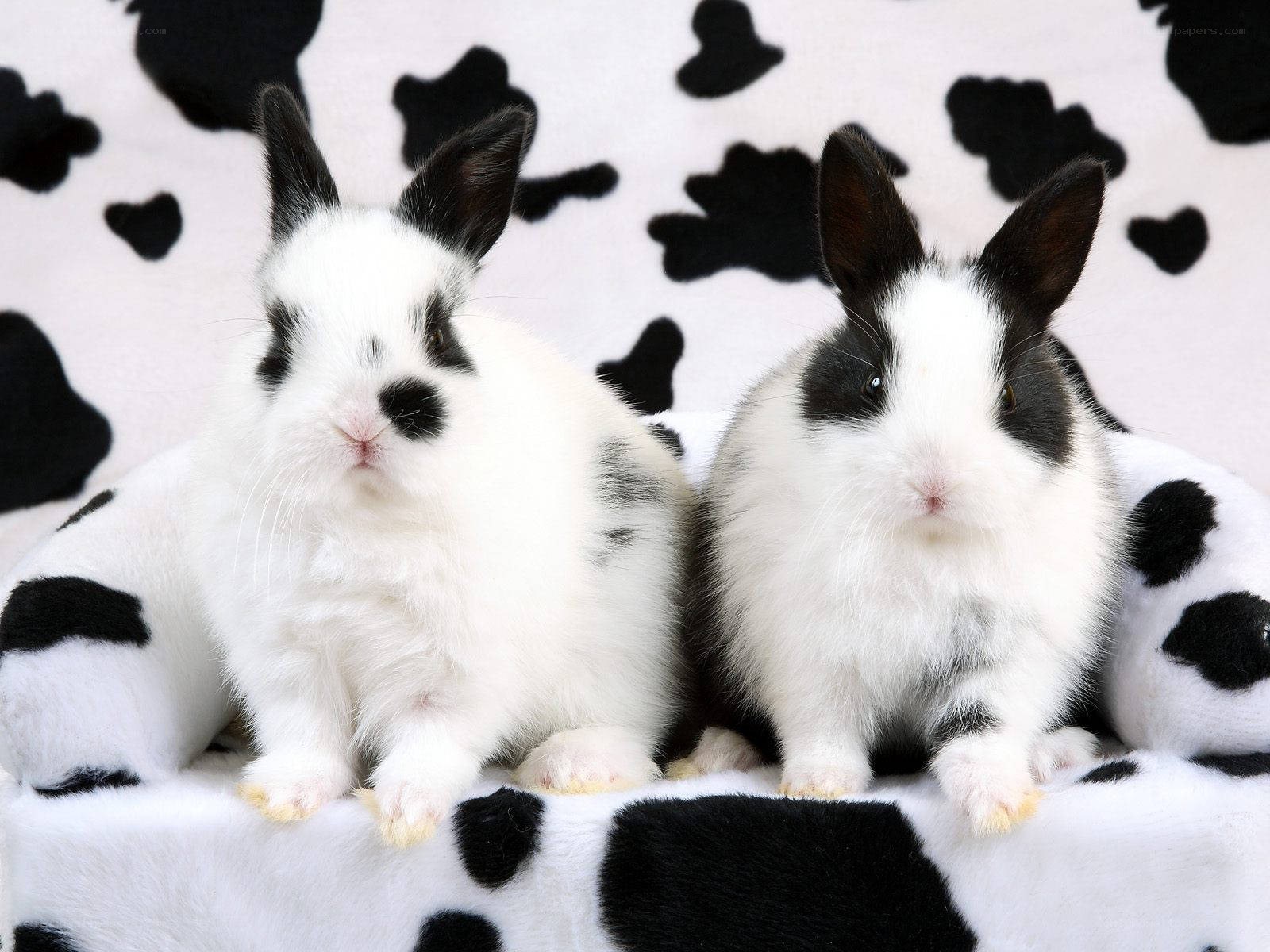 Two black and white rabbits