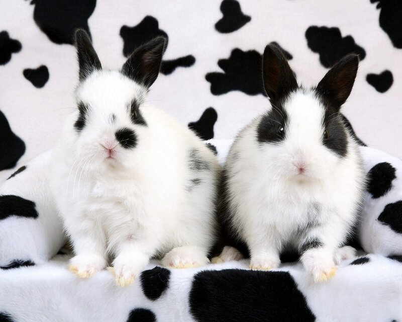 Two Black-and-white Rabbits — Black, Calm