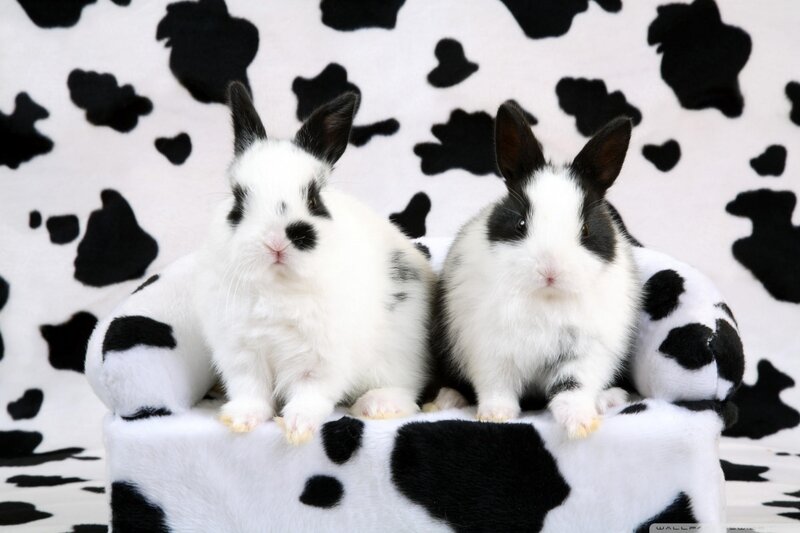 Two Black-and-white Rabbits — Black
