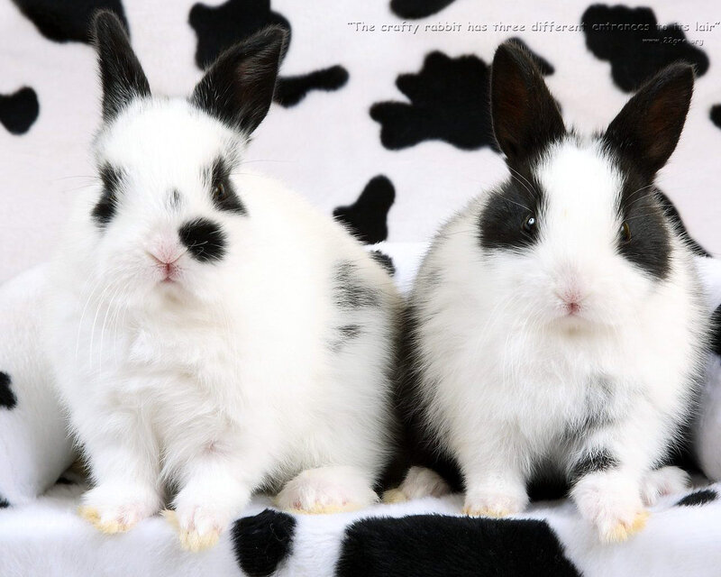 Two Black-and-white Rabbits — White