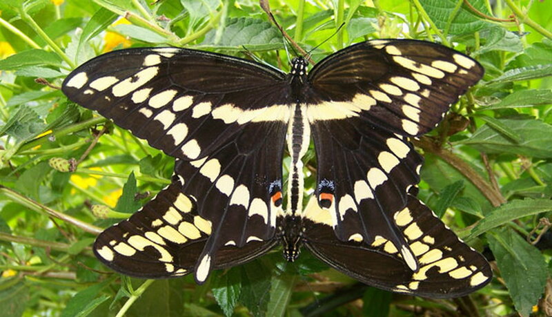 Two Black and Yellow Butterflies
