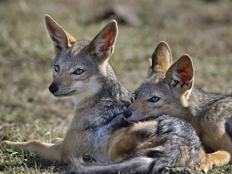 Two Black-backed Jackals — Gray, Calm, Afternoon